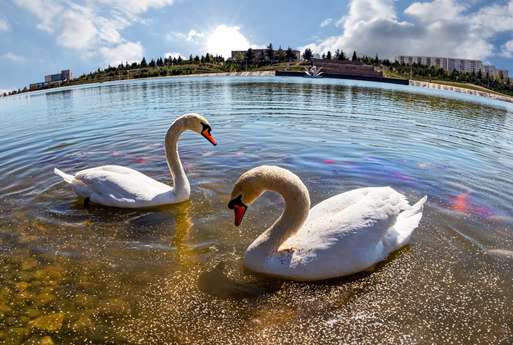 شهر العسل اذربيجان