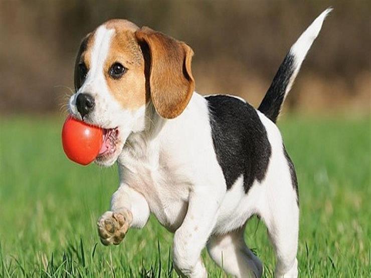 متجر مستلزمات حيوانات(saifpets)